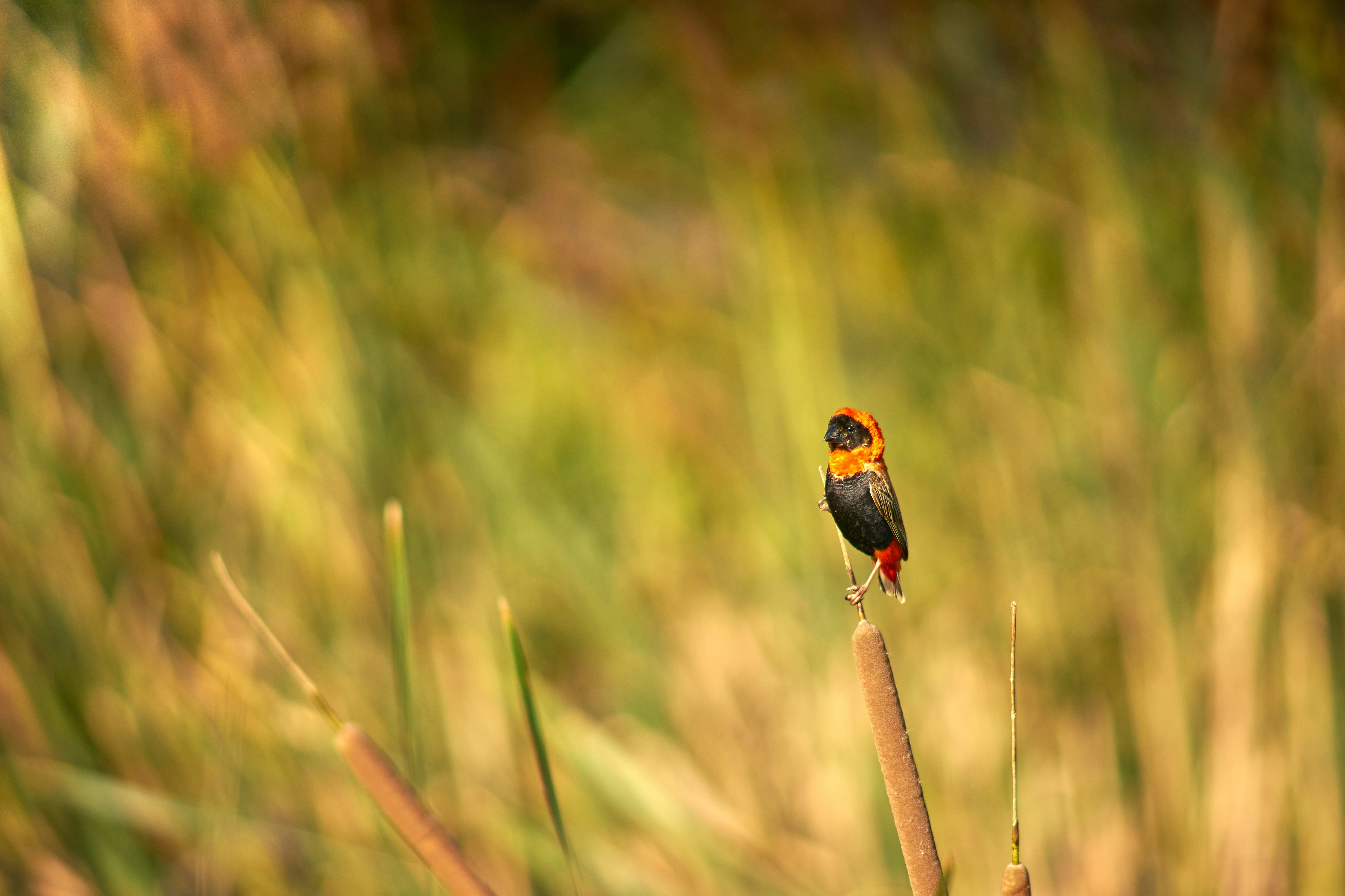 black and red bird on brown stem